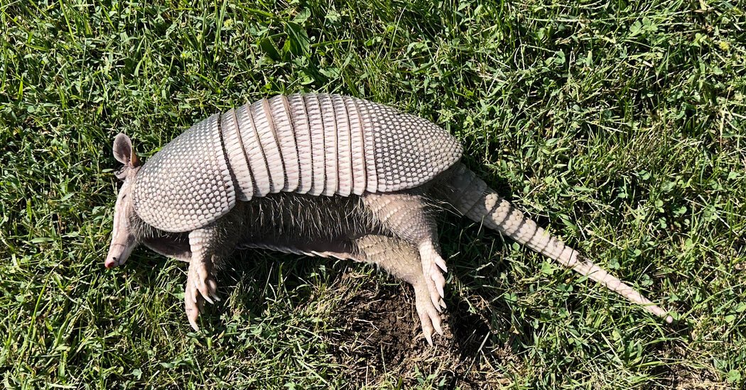 An Armadillo Arrives in … Ohio?